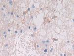 HLA-DRB1 Antibody in Immunohistochemistry (Paraffin) (IHC (P))