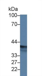 EPSTI1 Antibody in Western Blot (WB)