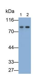 PDE4B Antibody in Western Blot (WB)