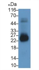 CSN1S1 Antibody in Western Blot (WB)