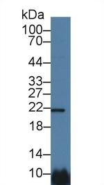 CSN1S1 Antibody in Western Blot (WB)