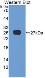 CSN1S1 Antibody in Western Blot (WB)
