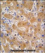 Apolipoprotein A4 Polyclonal Antibody
