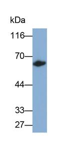 CES1 Antibody in Western Blot (WB)