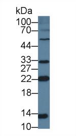 NUTF2 Antibody in Western Blot (WB)