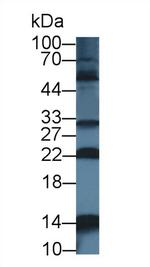 NUTF2 Antibody in Western Blot (WB)