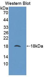 NUTF2 Antibody in Western Blot (WB)