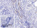 PEX1 Antibody in Immunohistochemistry (Paraffin) (IHC (P))