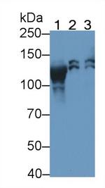 PEX1 Antibody in Western Blot (WB)