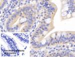 HFE2 Antibody in Immunohistochemistry (Paraffin) (IHC (P))