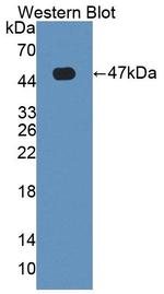 HFE2 Antibody in Western Blot (WB)