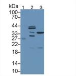 CPPED1 Antibody in Western Blot (WB)