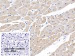 SEMA5B Antibody in Immunohistochemistry (Paraffin) (IHC (P))