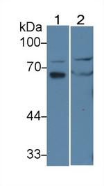 IL-16 Polyclonal Antibody