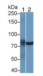 LMF2 Antibody in Western Blot (WB)
