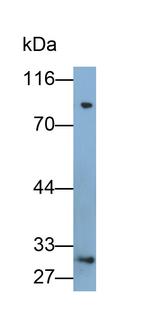 Trypsin Antibody in Western Blot (WB)