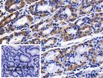 Prohibitin Antibody in Immunohistochemistry (Paraffin) (IHC (P))