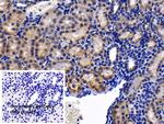 Prohibitin Antibody in Immunohistochemistry (Paraffin) (IHC (P))