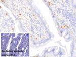Tryptase Antibody in Immunohistochemistry (Paraffin) (IHC (P))