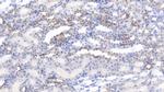 Synphilin 1 Antibody in Immunohistochemistry (Paraffin) (IHC (P))