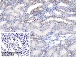 Synphilin 1 Polyclonal Antibody