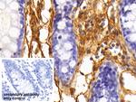 Fibrinogen Antibody in Immunohistochemistry (Paraffin) (IHC (P))