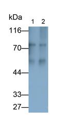 Fibrinogen Antibody in Western Blot (WB)