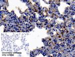 Neutrophil elastase Antibody in Immunohistochemistry (Paraffin) (IHC (P))