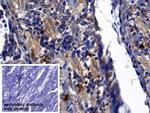 Neutrophil elastase Polyclonal Antibody