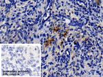 Neutrophil elastase Antibody in Immunohistochemistry (Paraffin) (IHC (P))