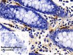 Tryptase Antibody in Immunohistochemistry (Paraffin) (IHC (P))