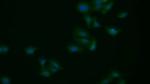 APAF1 Polyclonal Antibody
