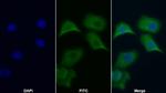 APAF1 Antibody in Immunocytochemistry (ICC/IF)