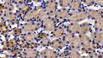 APAF1 Antibody in Immunohistochemistry (Paraffin) (IHC (P))