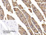 APAF1 Antibody in Immunohistochemistry (Paraffin) (IHC (P))