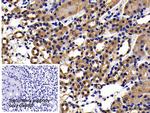 APAF1 Antibody in Immunohistochemistry (Paraffin) (IHC (P))