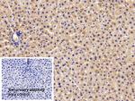 Apolipoprotein C1 Polyclonal Antibody