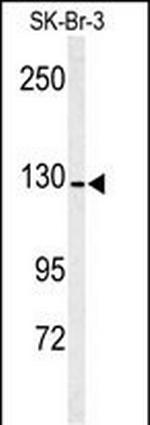 CD13 Antibody in Western Blot (WB)