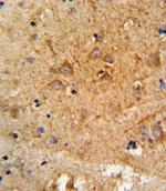 PCSK2 Antibody in Immunohistochemistry (Paraffin) (IHC (P))