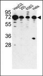PHACTR2 Antibody in Western Blot (WB)