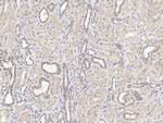 C12orf4 Polyclonal Antibody