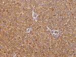 Transferrin Antibody in Immunohistochemistry (Paraffin) (IHC (P))