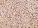 CGRRF1 Antibody in Immunohistochemistry (Paraffin) (IHC (P))
