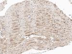 TRPC7 Antibody in Immunohistochemistry (Paraffin) (IHC (P))