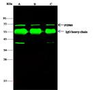 MEG2 Polyclonal Antibody
