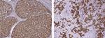 PPCDC Polyclonal Antibody