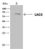 CD223 Polyclonal Antibody