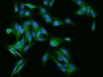 Rabex-5 Polyclonal Antibody