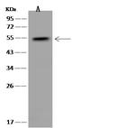 SNX31 Antibody in Western Blot (WB)