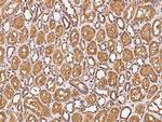 CLRN3 Antibody in Immunohistochemistry (Paraffin) (IHC (P))